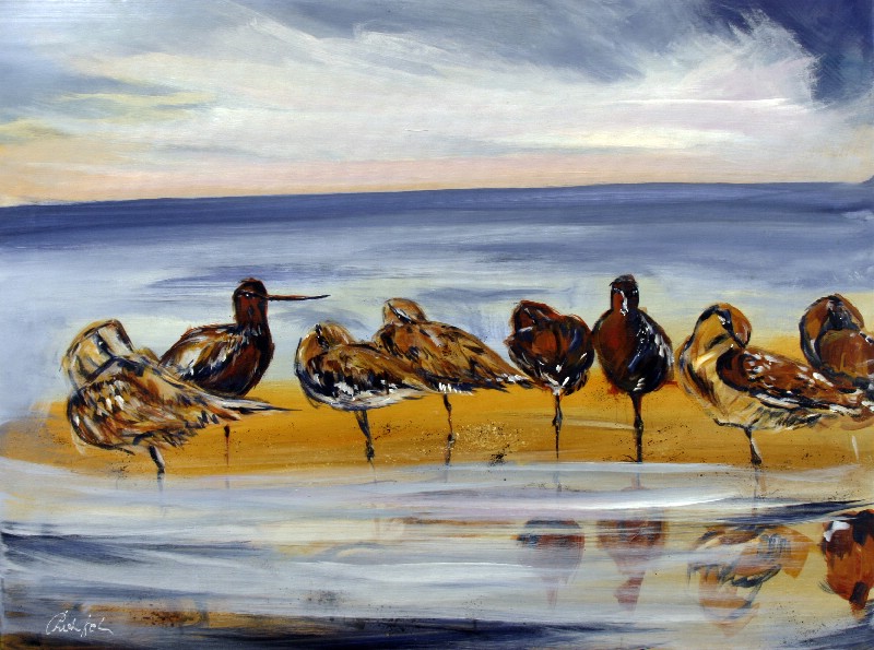 Kobbersnepper - Vestjylland