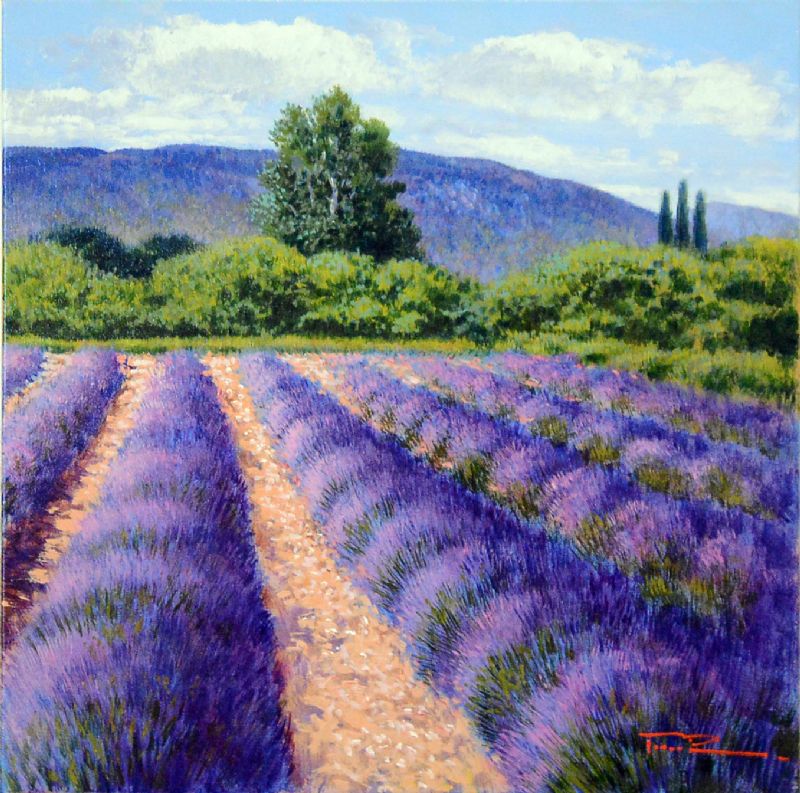 Fields Lavender