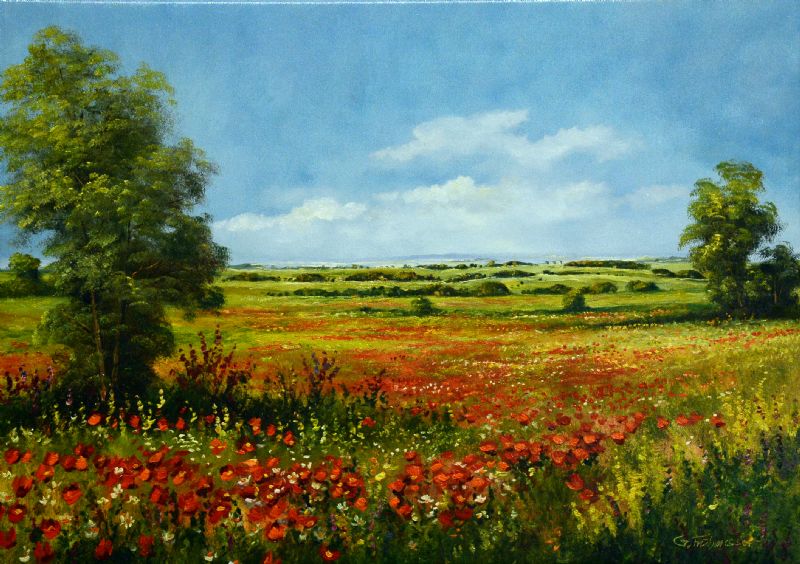 Field Of Poppies