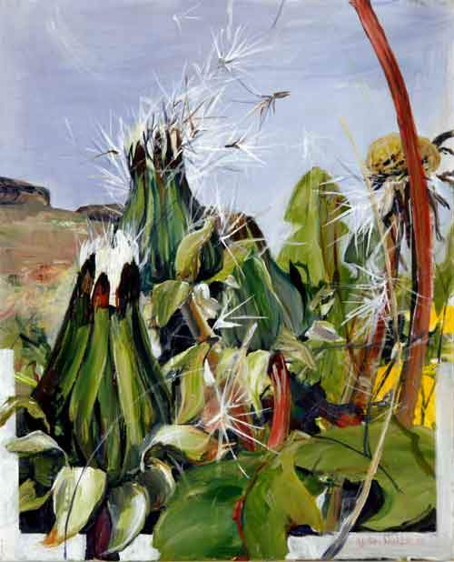 Grønlandsk Mælkebøtte