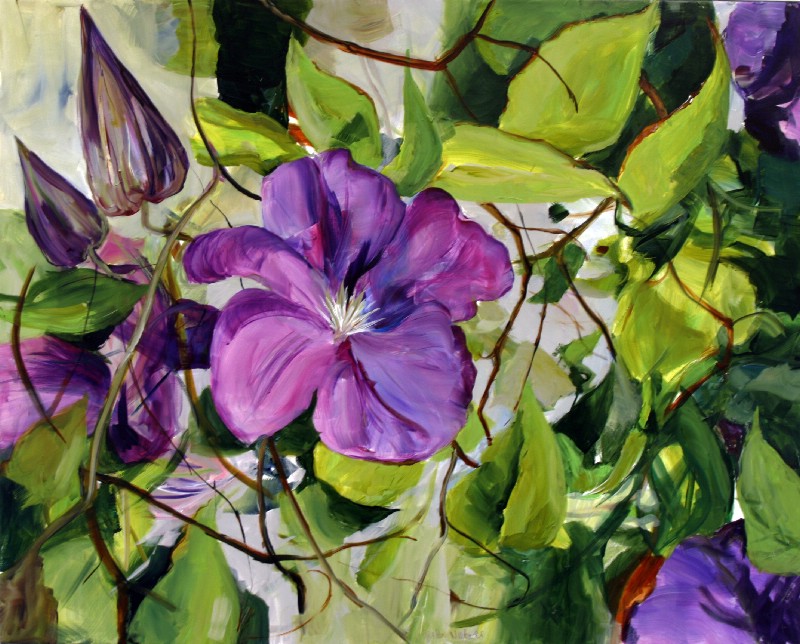 Clematis