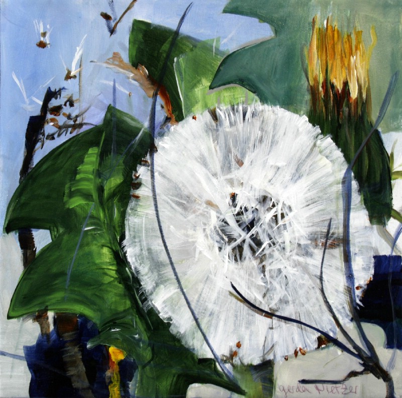 Mælkebøtte - pusteblomster