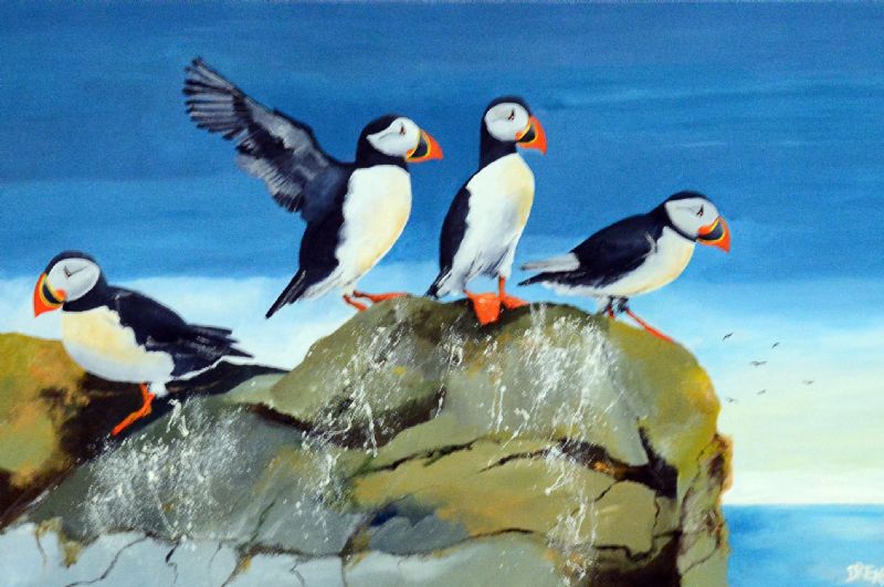 Atlantic Puffins VI