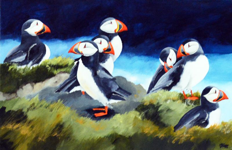 Atlantic Puffins IV