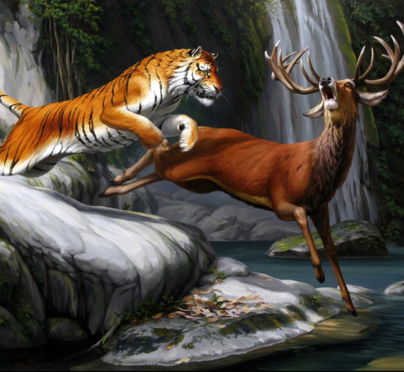 Tiger Attacking A Stag