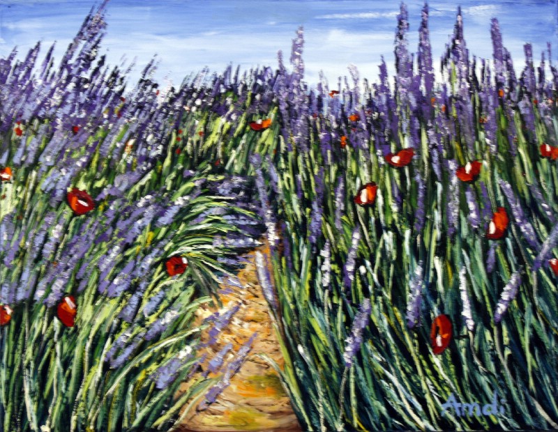 Lavendler ved Valensole - Provence