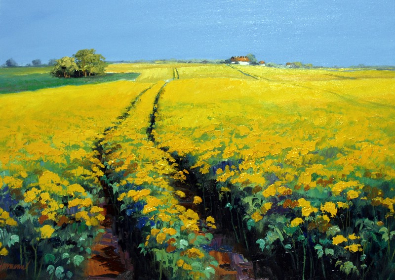 Rapeseed - Denmark