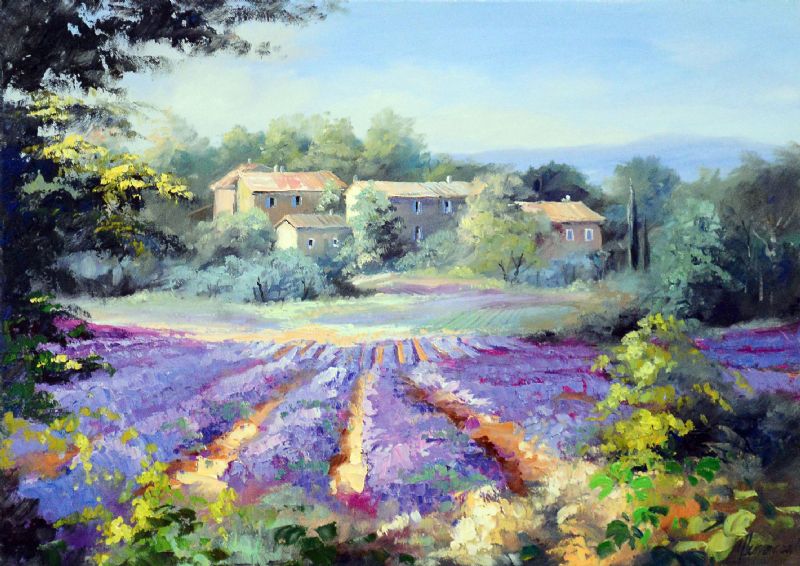 Blick Über Lavendelreihen