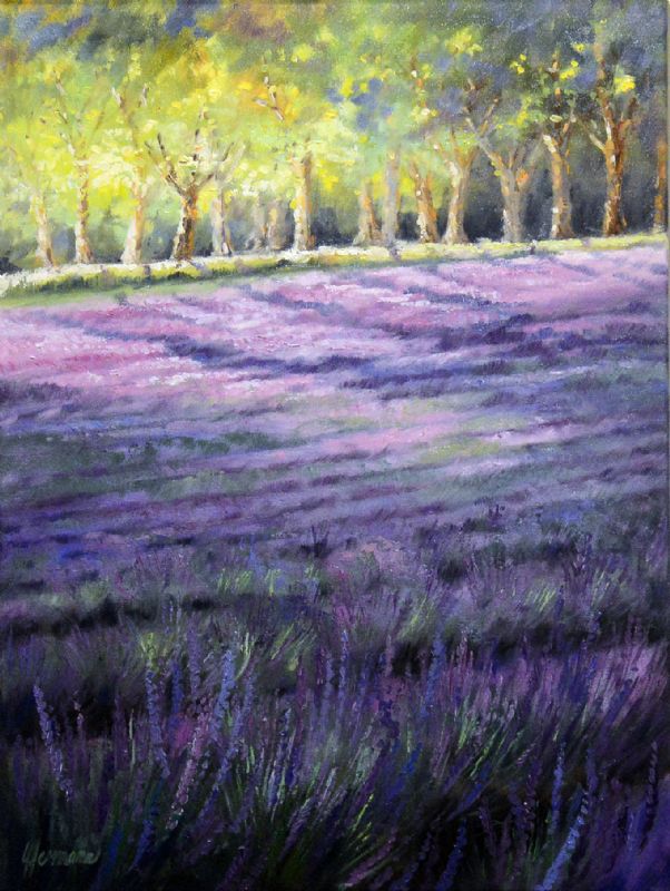 Rows Of The Lavender In The Morning Ligth